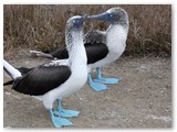 Galapagos di Enrico Andreini (16)